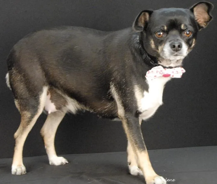 An adult small-sized female Chihuahua dog named Daisy for adoption in Newland, NC