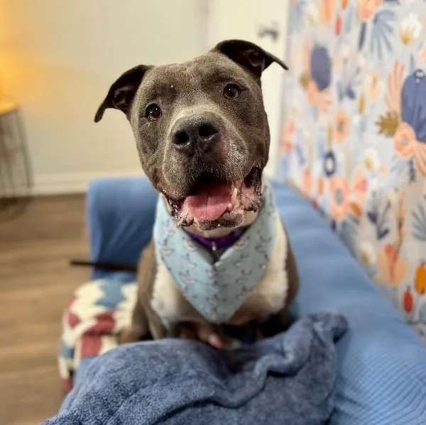 An adult large-sized male Gray / Blue / Silver Pit Bull Terrier dog named Mako Blue Velvet for adoption in Friendswood, TX