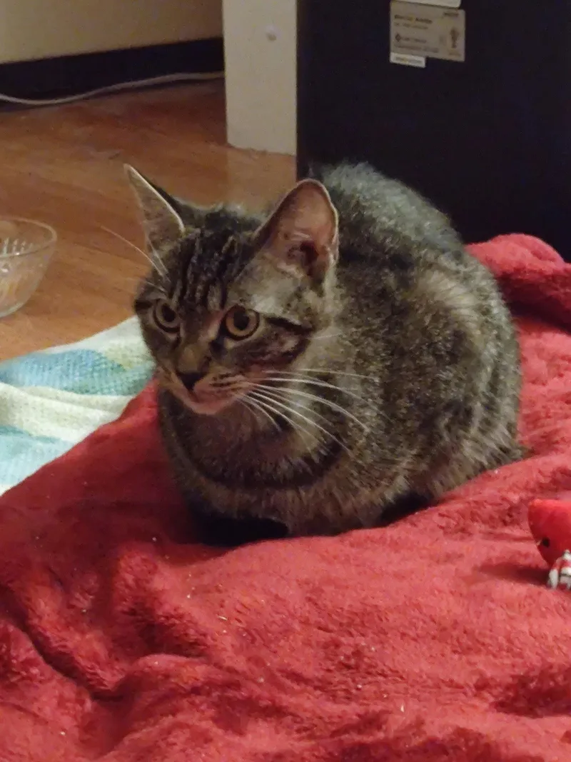 An adult medium-sized female Domestic Short Hair cat named Chloe C Belle for adoption in Saunderstown, RI
