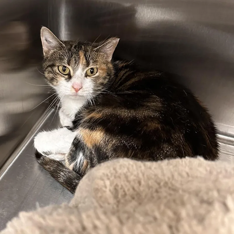 A young medium-sized female Calico Domestic Short Hair cat named Callie for adoption in East Smithfield , PA