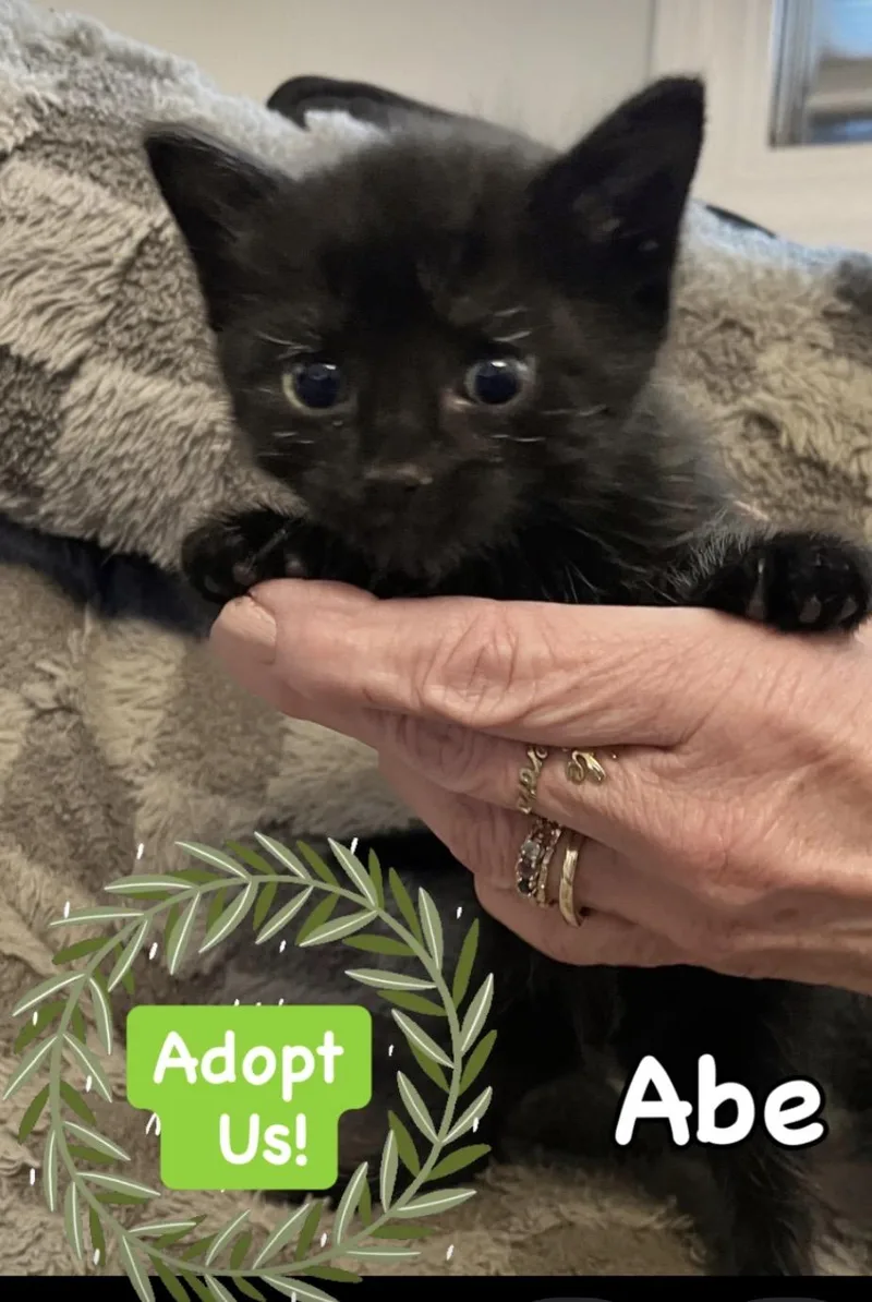 A baby small-sized male Black Domestic Short Hair cat named Abe for adoption in Syosset, NY
