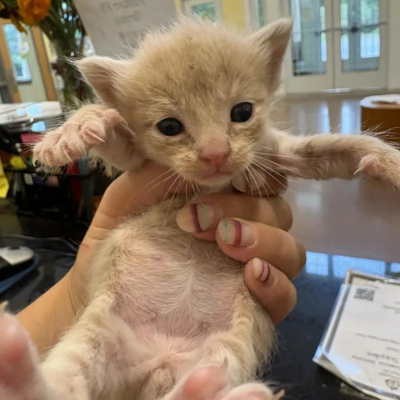 A baby small-sized male Orange / Red Domestic Short Hair cat named Mouse for adoption in Lynchburg, VA