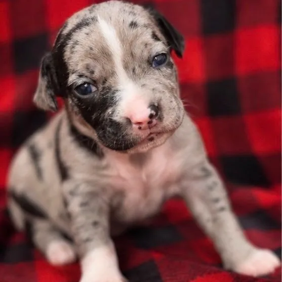 A baby small-sized male Merle (Blue) Mixed Breed dog named Junior Arriving In for adoption in Berwick, ME