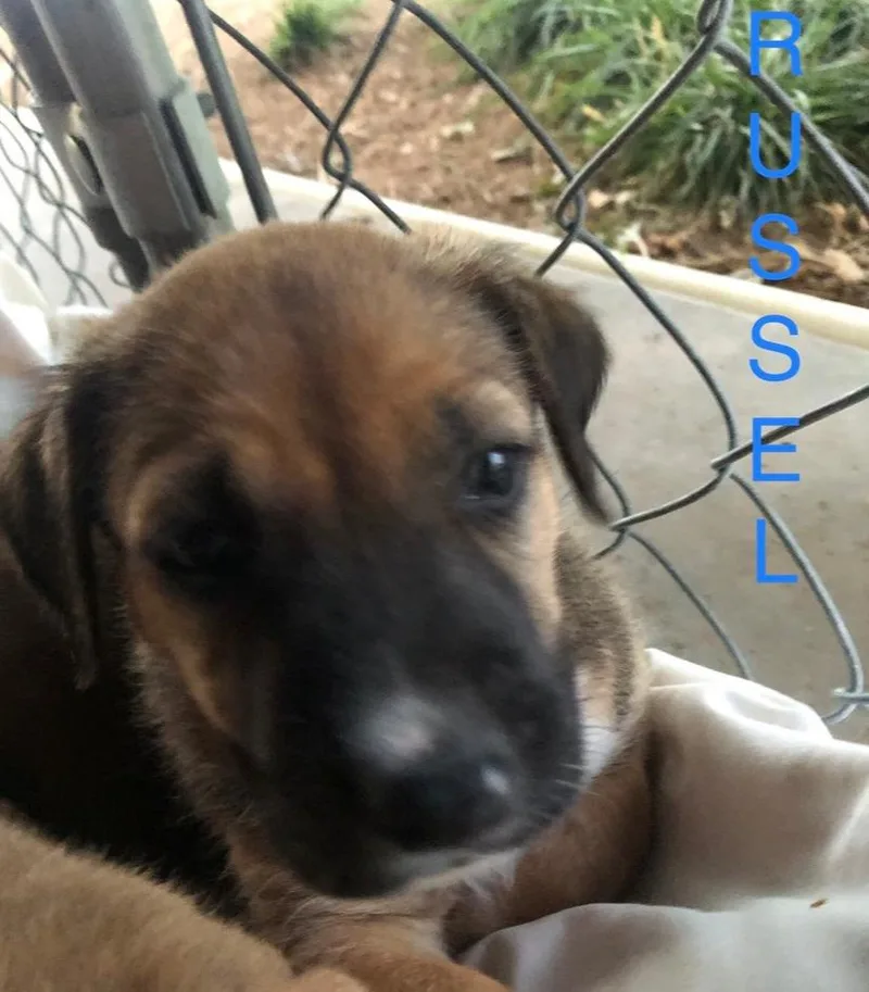 Ezzy  Russell thumbnail 3