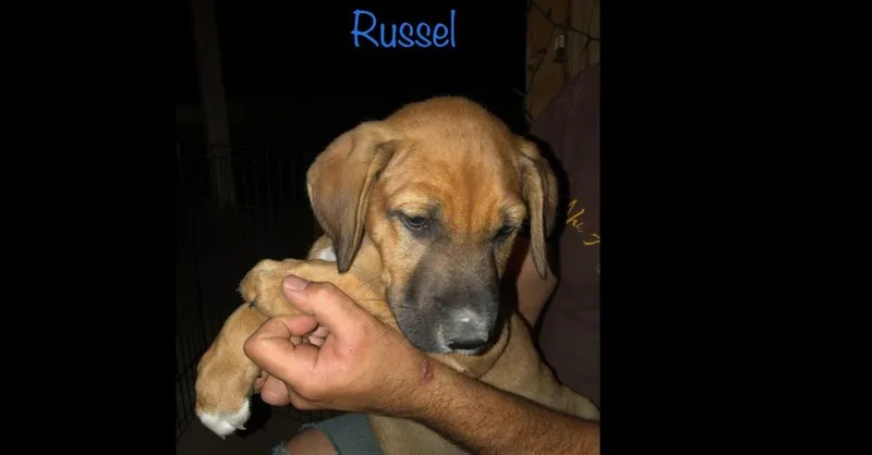 Ezzy  Russell thumbnail 5