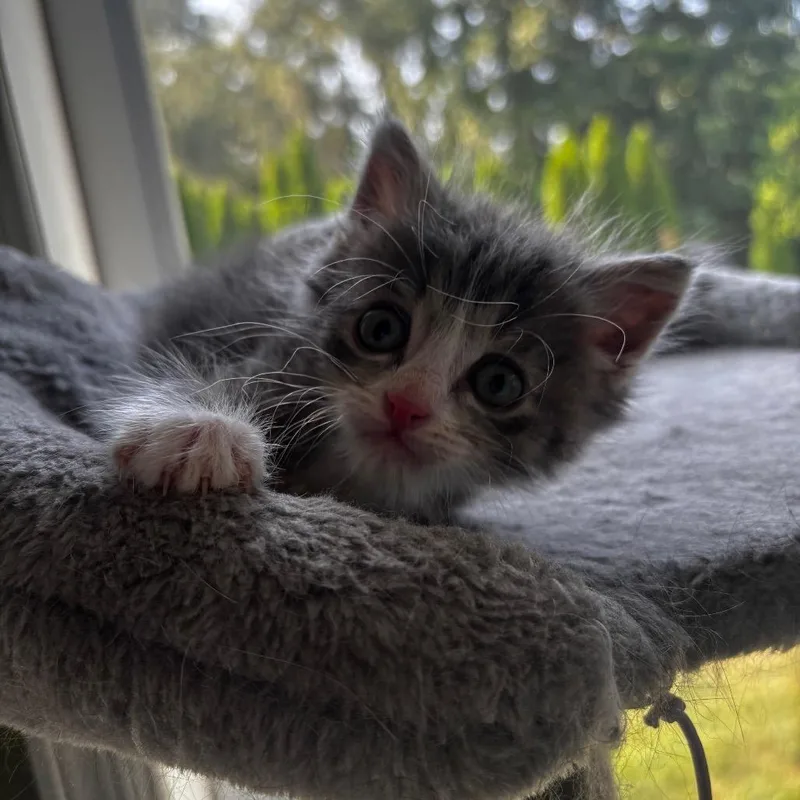 A baby small-sized male Gray / Blue / Silver Domestic Medium Hair cat named Smoky Joe for adoption in Bristol, IN