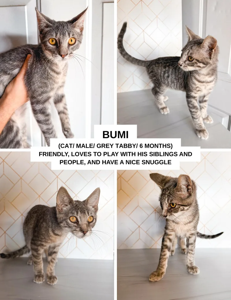 Bumi