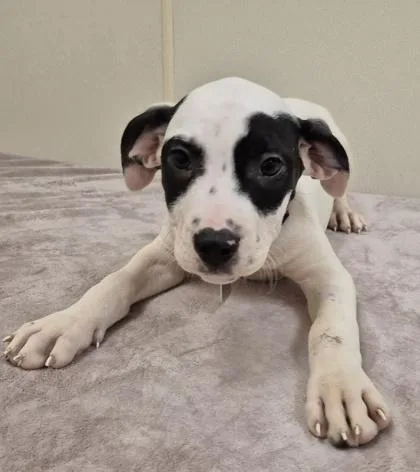 A baby small-sized male Black Mixed Breed dog named Gummy Bear for adoption in Hamilton, OH