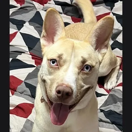 A young medium-sized female Husky dog named Ocean for adoption in tannersville, PA