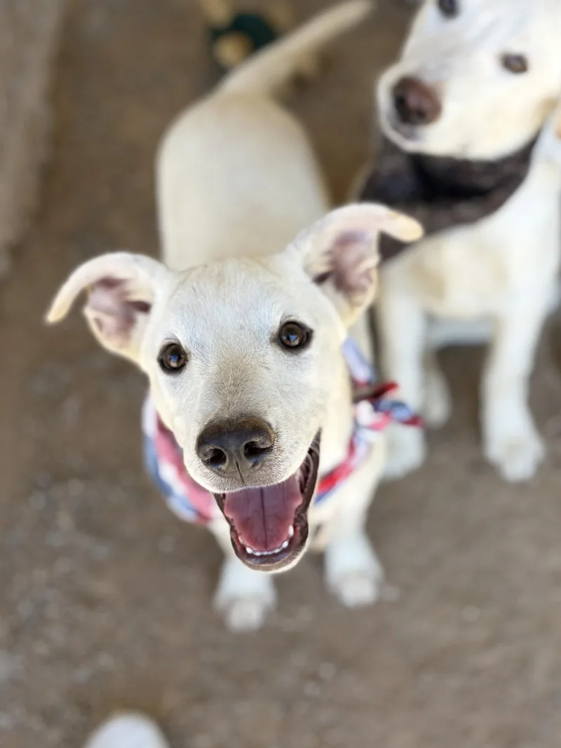 A young large-sized male Labrador Retriever dog named LAC  Ford for adoption in San Diego, CA