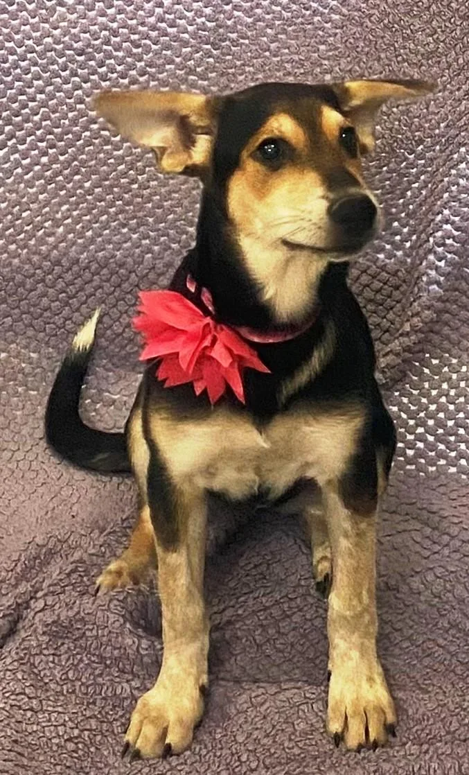 A baby medium-sized female Brown / Chocolate Treeing Walker Coonhound dog named Peanut Butter for adoption in Lodi, CA