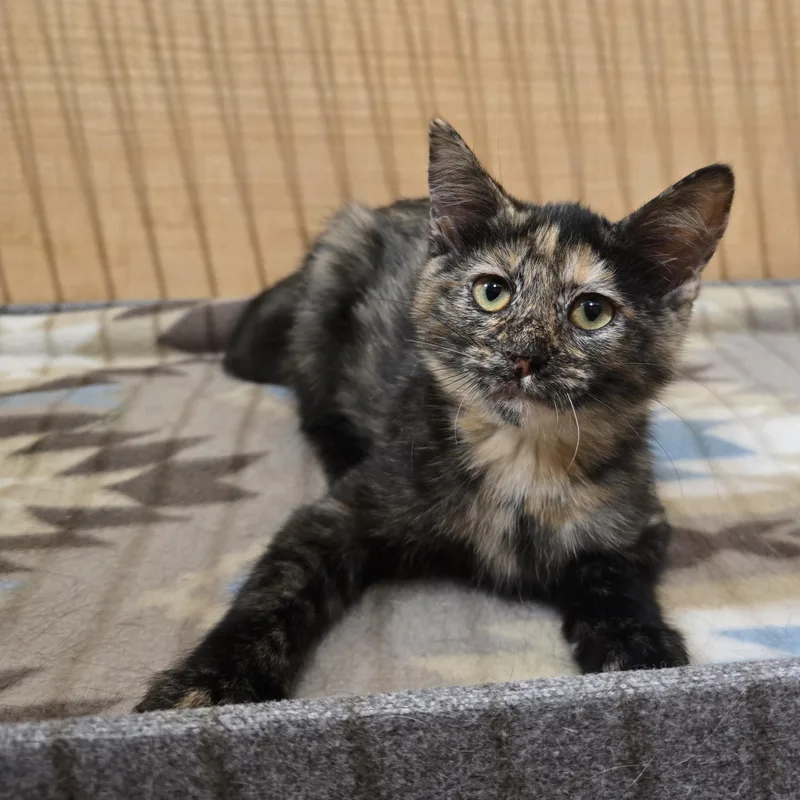 A baby medium-sized female Tortoiseshell Domestic Short Hair cat named Buttercup for adoption in Warr Acres, OK