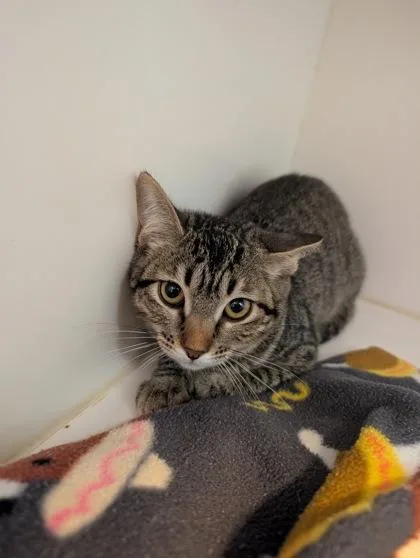 A baby medium-sized female Domestic Short Hair cat named Jordan for adoption in Divide, CO