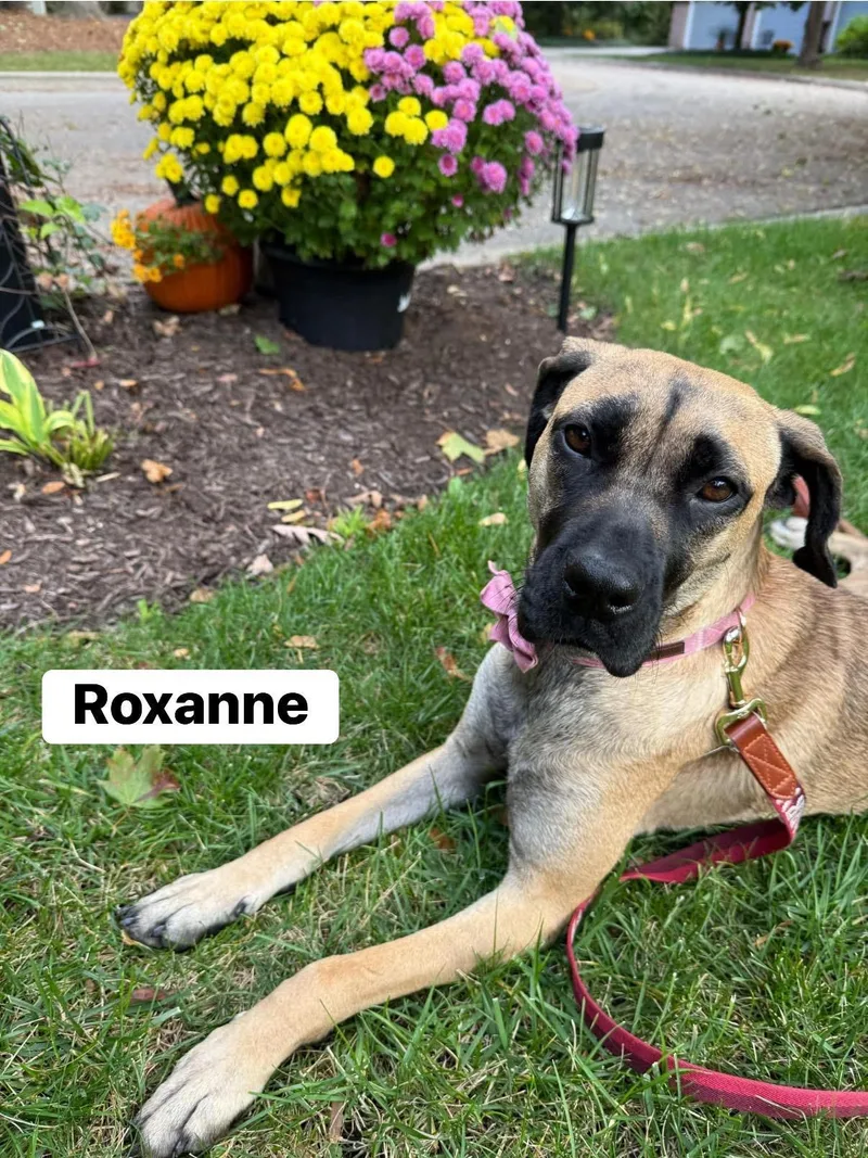 Roxanne