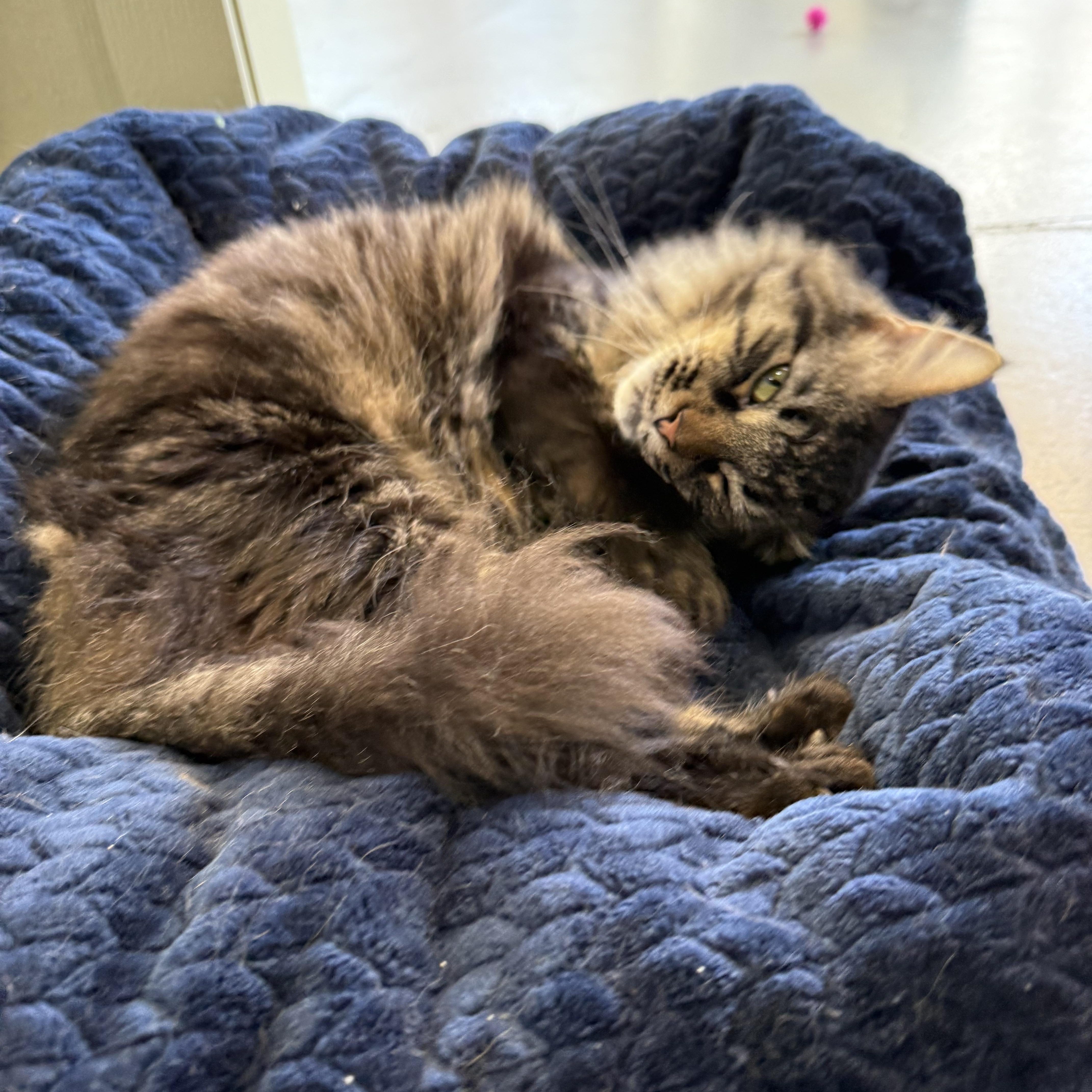 A young large-sized male Tabby (Brown / Chocolate) Domestic Long Hair cat named Gravy for adoption in Latrobe, PA
