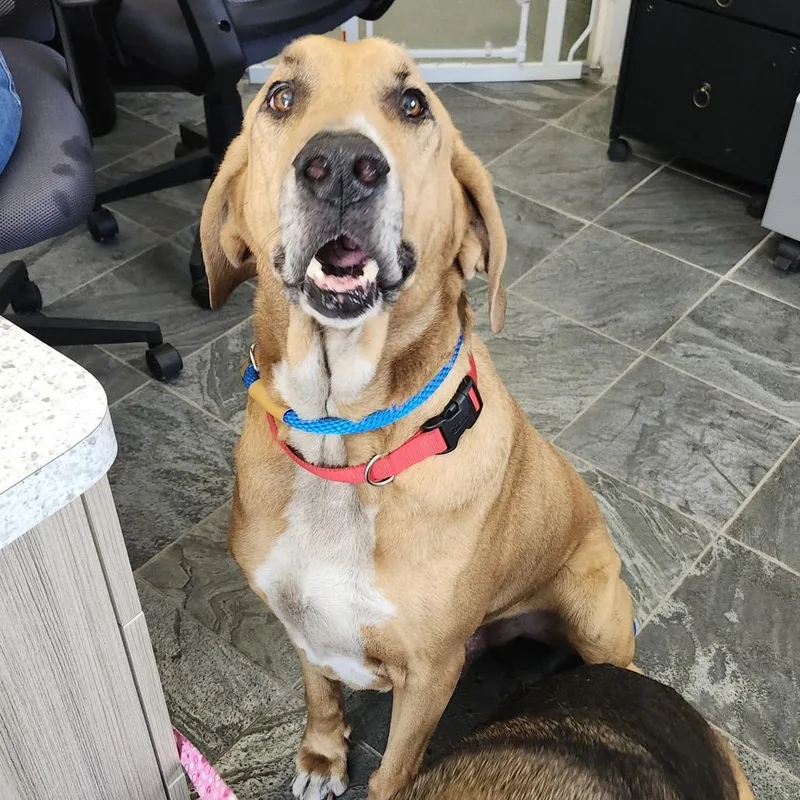 A senior large-sized male Yellow / Tan / Blond / Fawn Bloodhound dog named Chief for adoption in Clearwater, FL