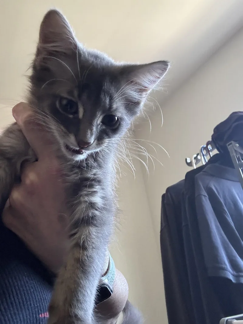 A baby medium-sized male Domestic Medium Hair cat named Briggs for adoption in Walled Lake, MI