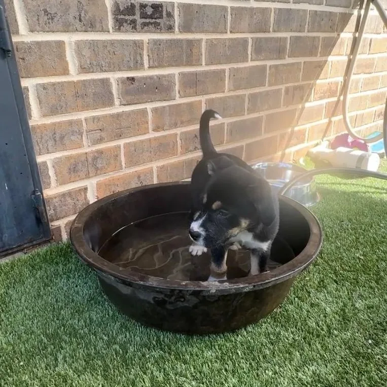 A baby medium-sized female Pit Bull Terrier dog named Pheobe for adoption in Charlotte, NC