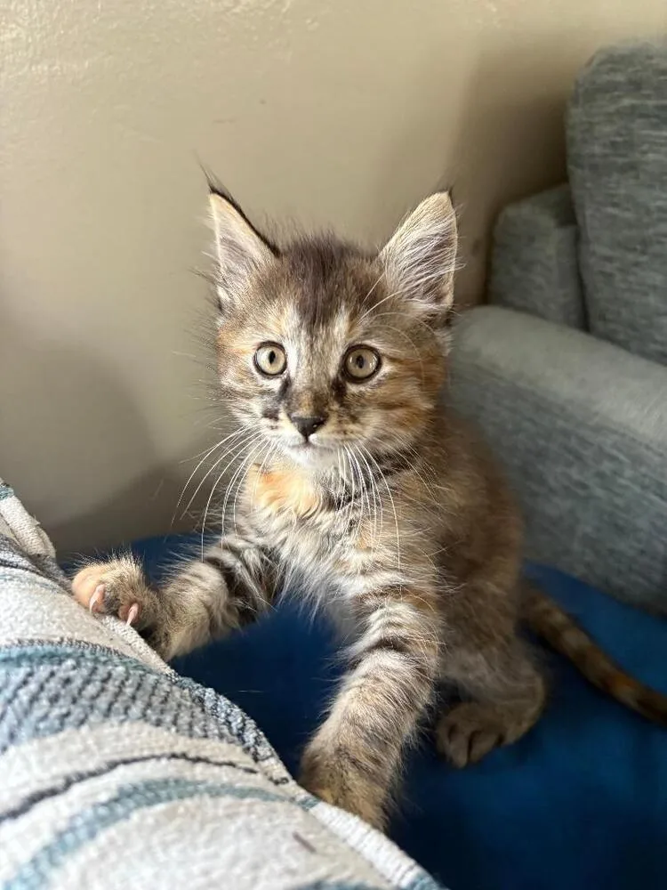 A baby medium-sized female Tabby (Brown / Chocolate) Domestic Medium Hair cat named Rory for adoption in Oceanside, CA