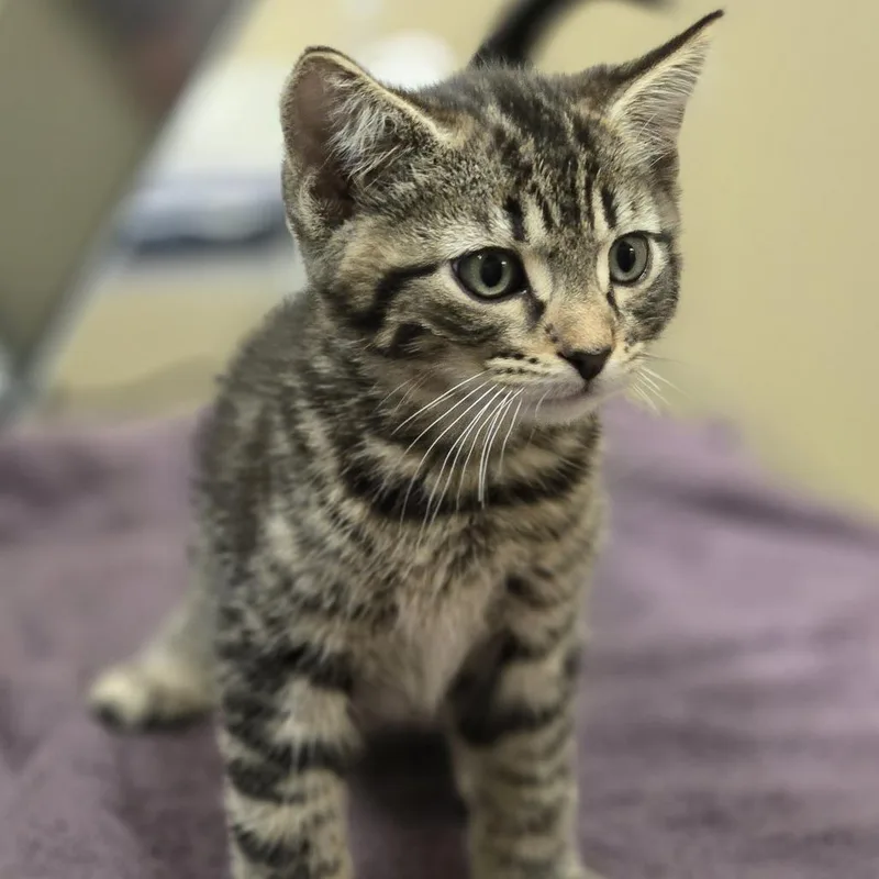 A baby small-sized male Brown / Chocolate Domestic Short Hair cat named Woody for adoption in Wickenburg, AZ