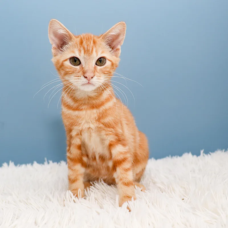 A baby small-sized male Tabby (Orange / Red) Tabby cat named Sunny for adoption in Charlotte, NC