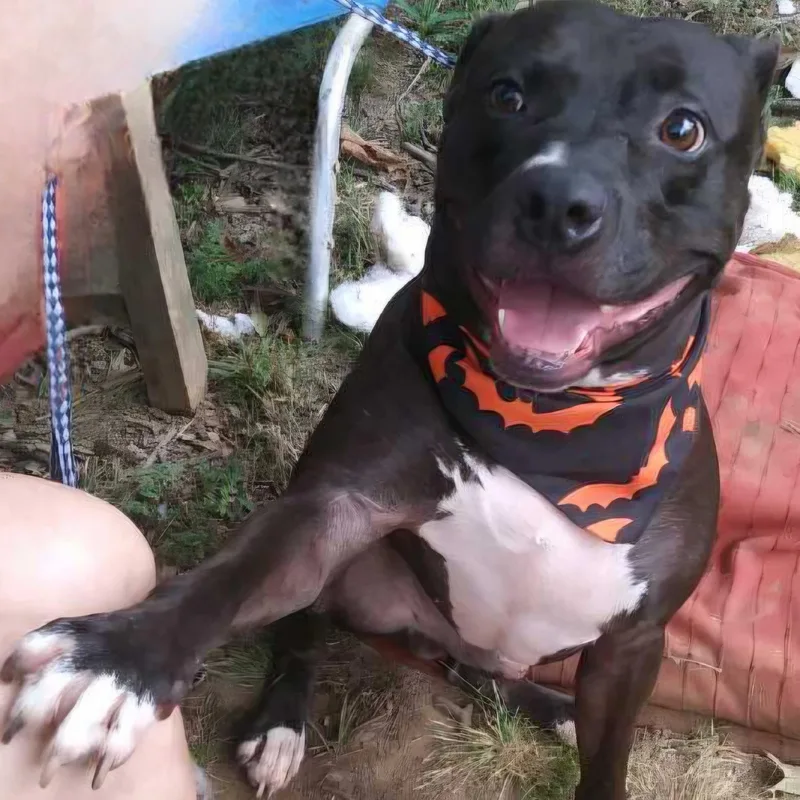 An adult medium-sized male Black Pit Bull Terrier dog named Molina for adoption in Arlington, TN