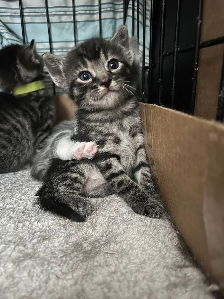 A baby small-sized male Gray / Blue / Silver Domestic Short Hair cat named Eeny for adoption in McPherson, KS