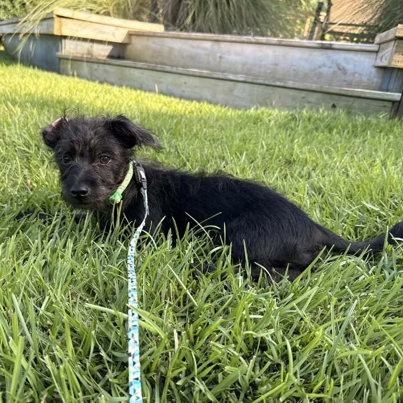A baby small-sized male Black Maltipoo dog named Jet for adoption in Beulaville, NC