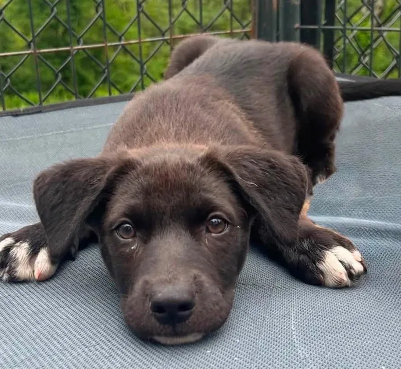 A baby small-sized male Black Mixed Breed dog named Buddy for adoption in Hamden, CT