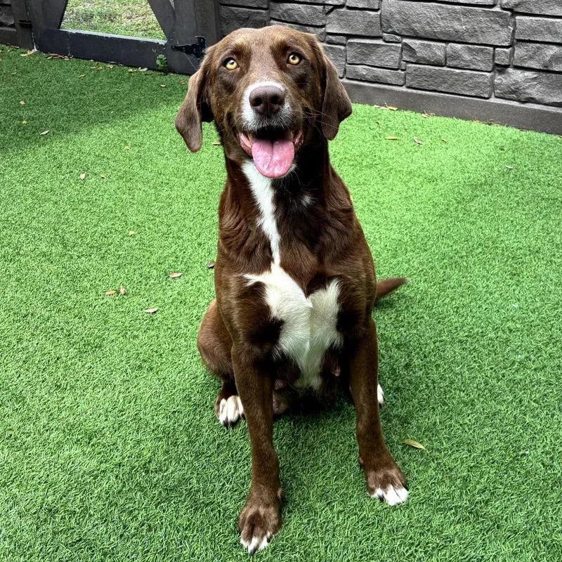 An adult medium-sized female Brown / Chocolate Chocolate Labrador Retriever dog named Oaklyn for adoption in LOXAHATCHEE, FL
