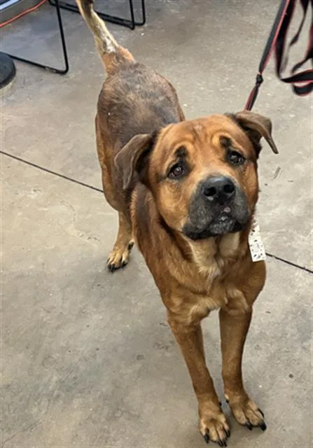 An adult large-sized male Mixed Breed dog named Bear for adoption in Dallas, TX