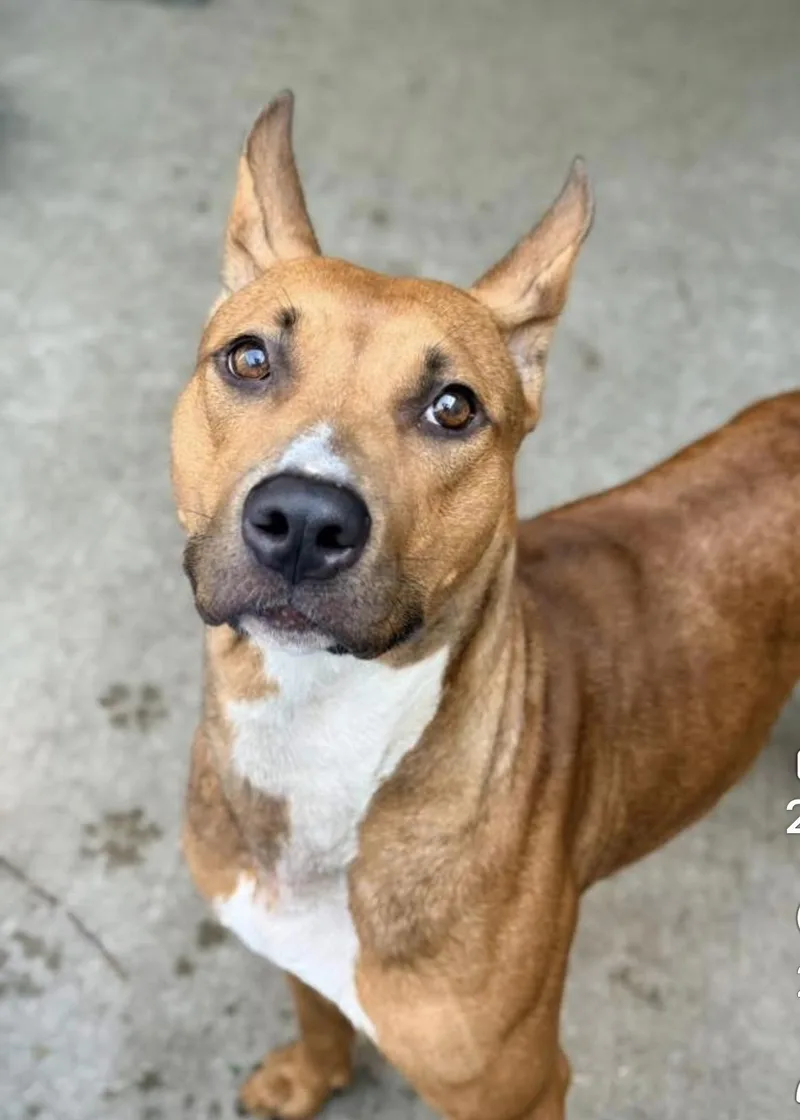 An adult medium-sized female Brown / Chocolate Basenji dog named Kasumi for adoption in Chicago, IL