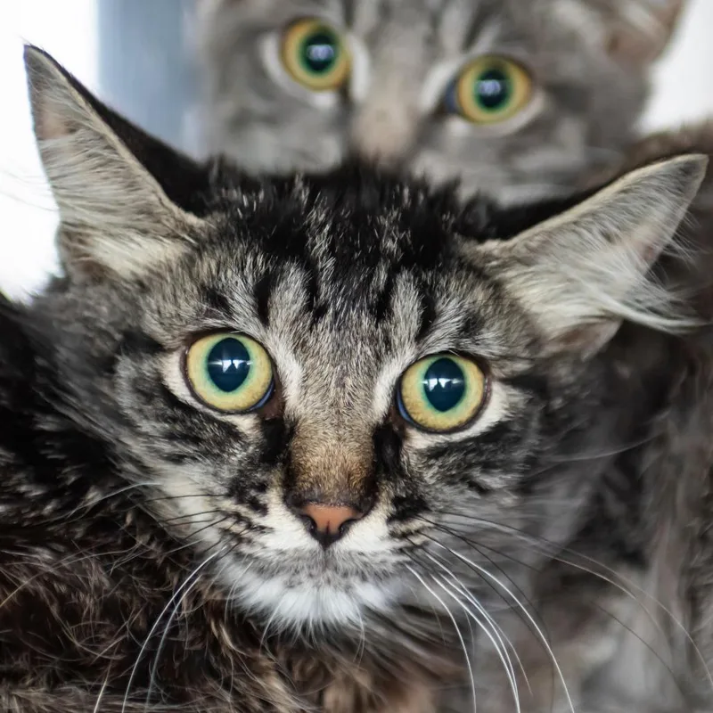 A young small-sized male Black Domestic Medium Hair cat named Seager for adoption in Middletown, RI