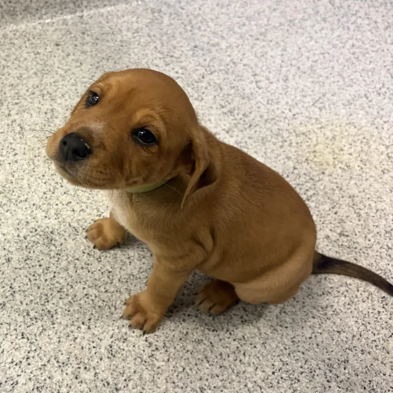 A baby medium-sized male Mixed Breed dog named Forester for adoption in Cooperstown, NY