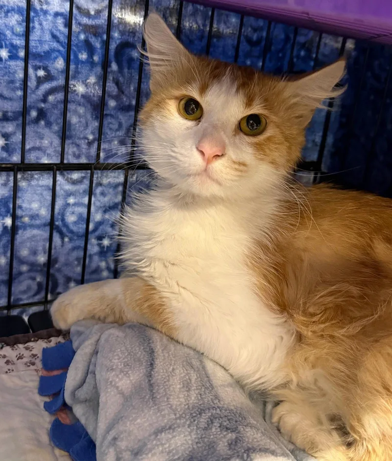 An adult medium-sized male Orange & White Domestic Long Hair cat named Syracuse for adoption in San Jose, CA