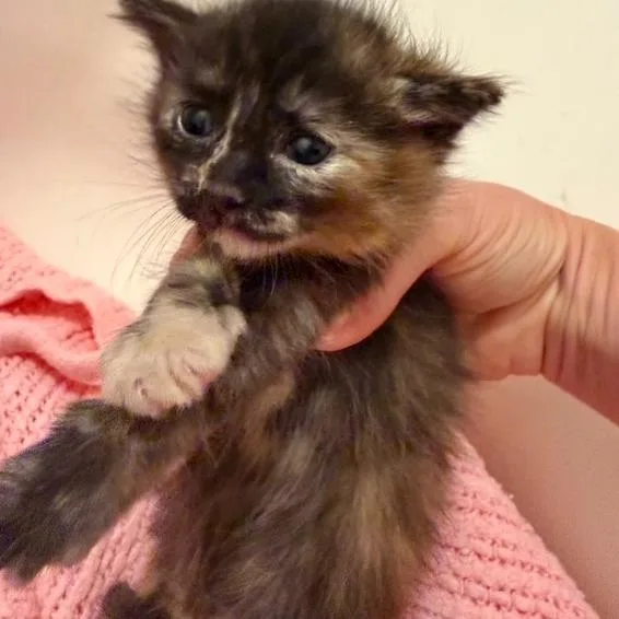 A baby small-sized female Tortoiseshell Domestic Short Hair cat named N  Tulip for adoption in Arizona City, AZ