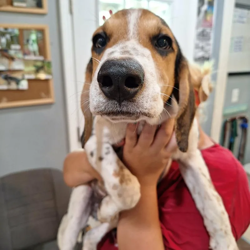 A baby medium-sized male White / Cream Hound dog named Crosby for adoption in Boaz, AL