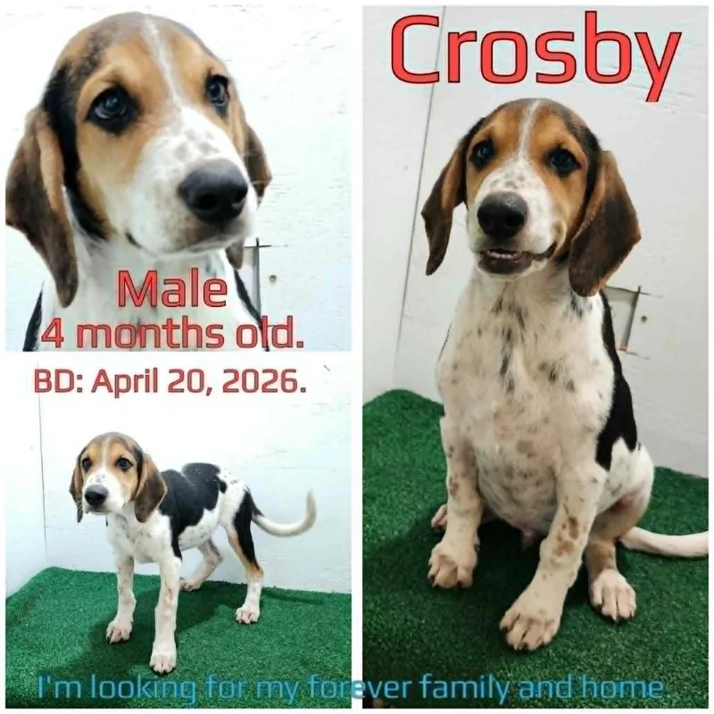 Crosby thumbnail 3