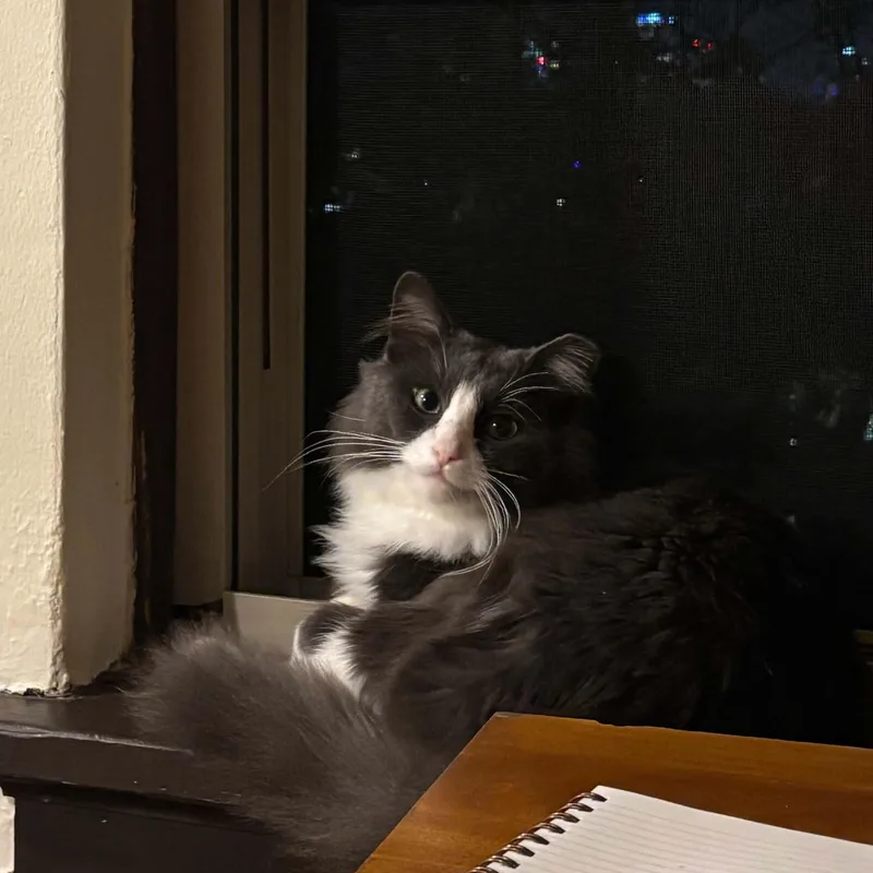 A young medium-sized male Domestic Long Hair cat named Tramp for adoption in Milwaukee, WI
