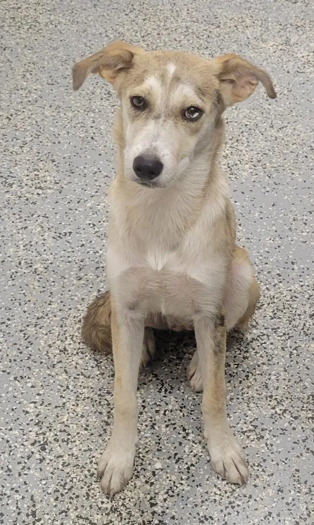 A baby medium-sized female Husky dog named Jamie for adoption in Seven Points, TX