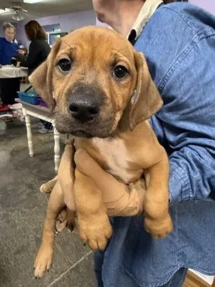 A baby small-sized male Mixed Breed dog named Arlo for adoption in West Chester, PA