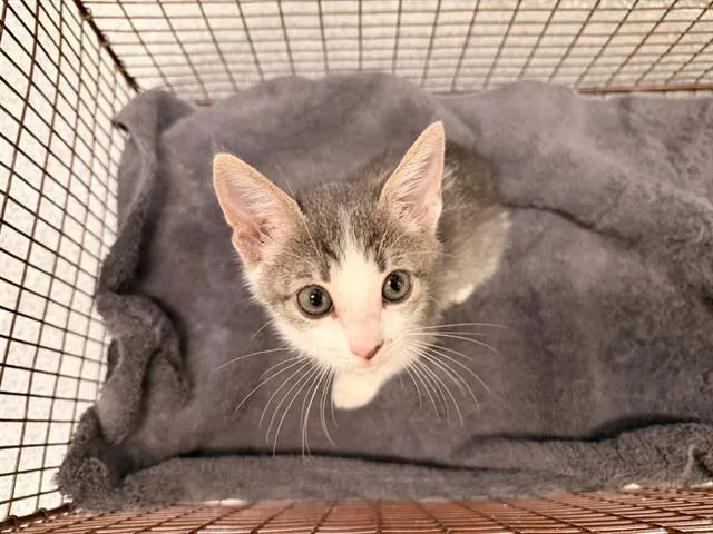 A baby small-sized male Domestic Short Hair cat named Secret Agent for adoption in Tustin, CA
