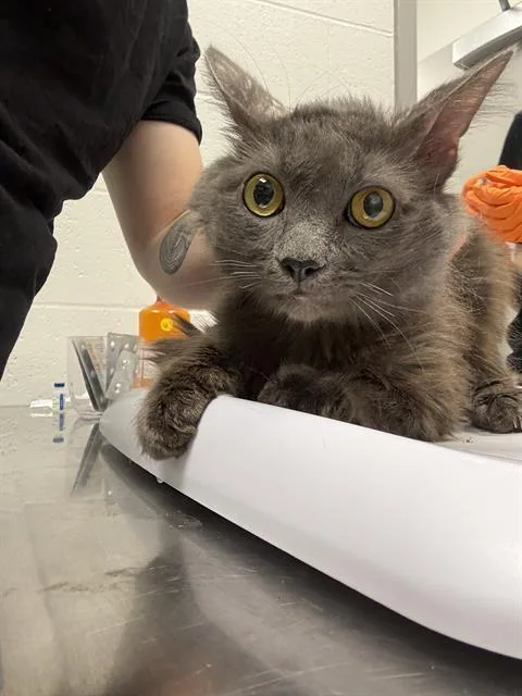 An adult medium-sized male Domestic Medium Hair cat named Bacon for adoption in Indianapolis, IN
