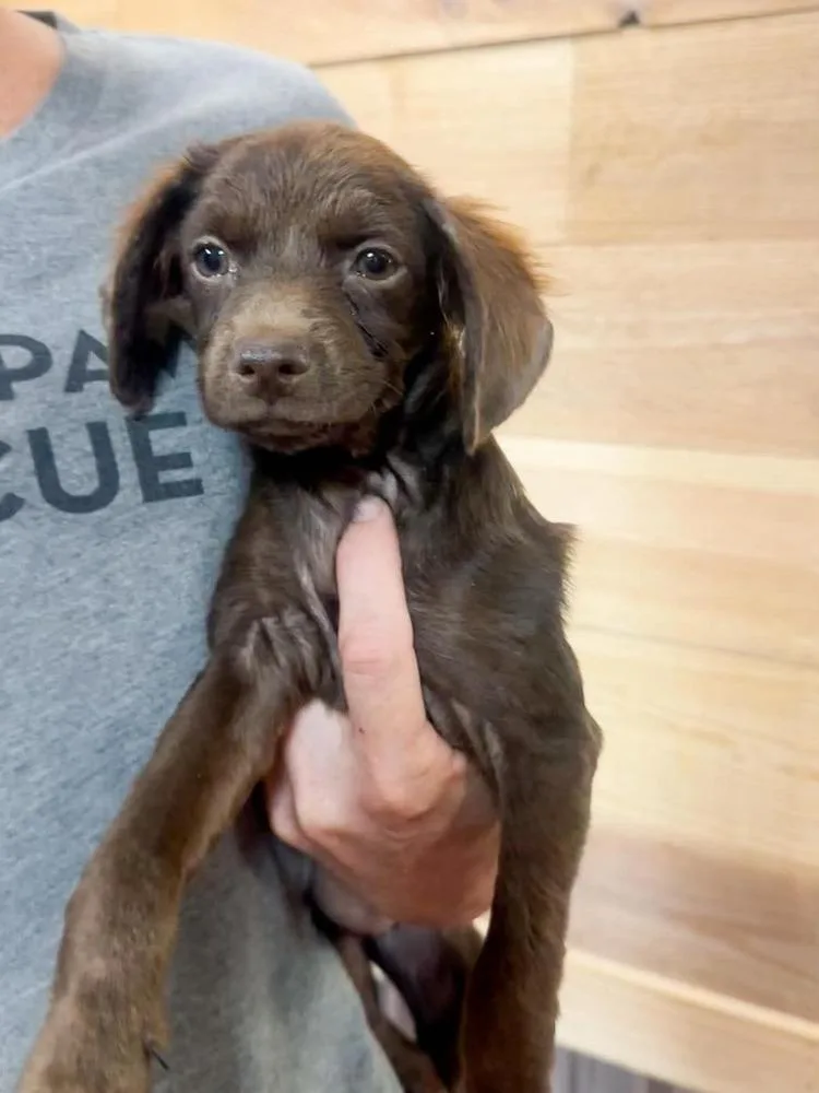 A baby small-sized female Mixed Breed dog named Rosey for adoption in Groveland, MA