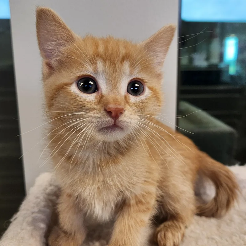 A baby medium-sized male Tabby (Orange / Red) Domestic Medium Hair cat named Yam for adoption in Liberty, MO