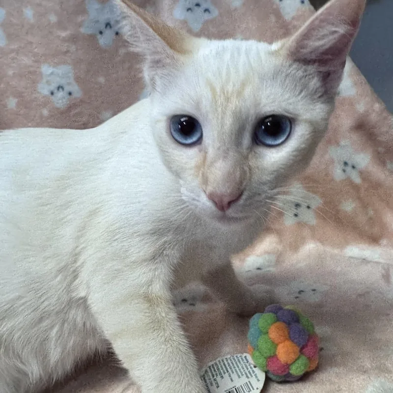 A young medium-sized male Flame Point Siamese cat named Glitch for adoption in Brea, CA
