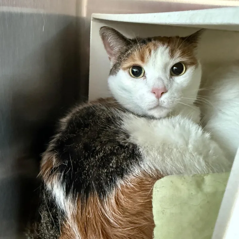 A senior small-sized female Buff / Tan / Fawn Domestic Short Hair cat named Dalilah for adoption in Cedaredge, CO