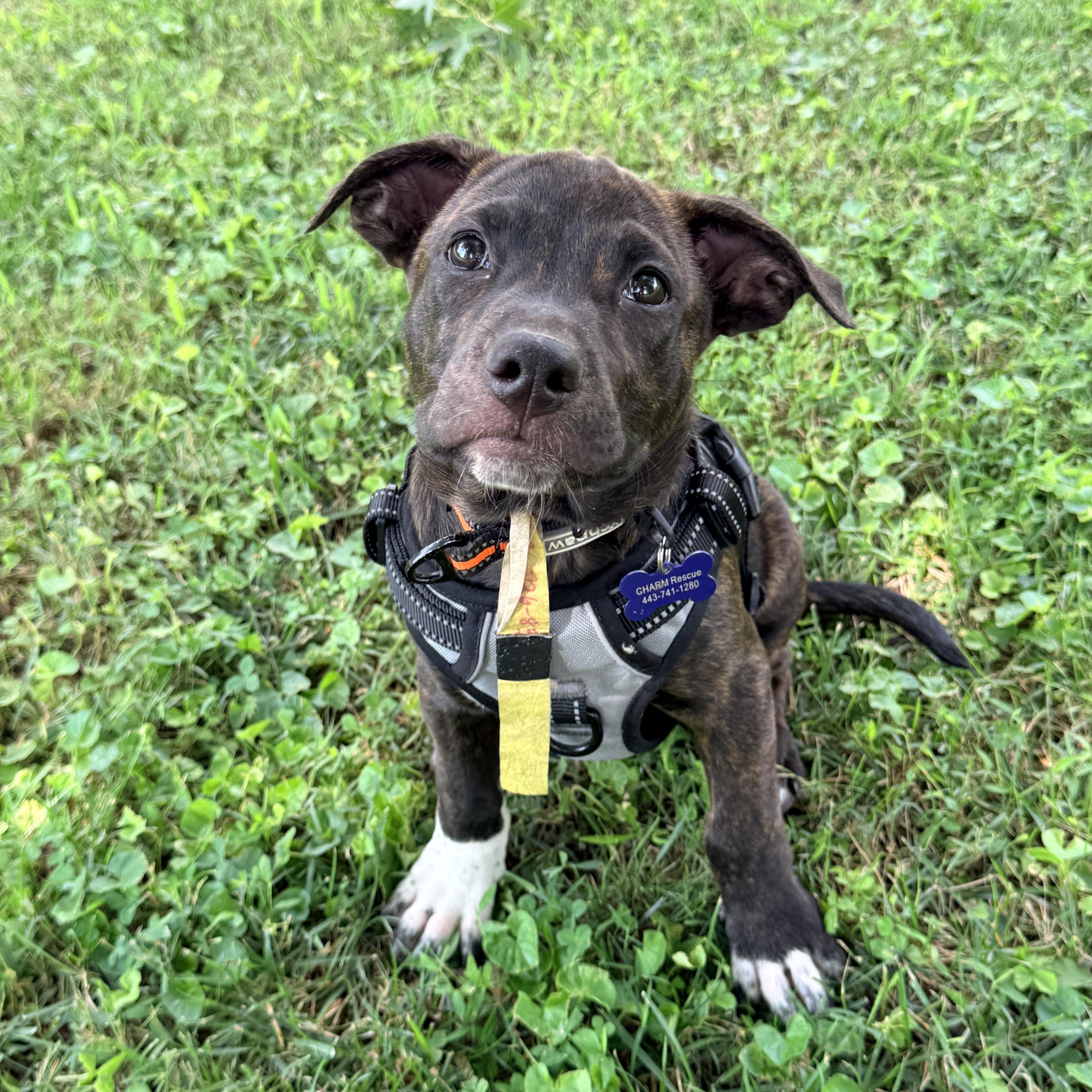 A baby medium-sized male Black Pit Bull Terrier dog named Otis for adoption in Columbia, MD