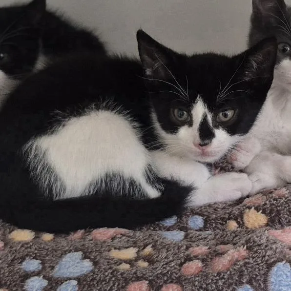 A baby small-sized male Black Domestic Short Hair cat named YeahYeah for adoption in Newark, NJ