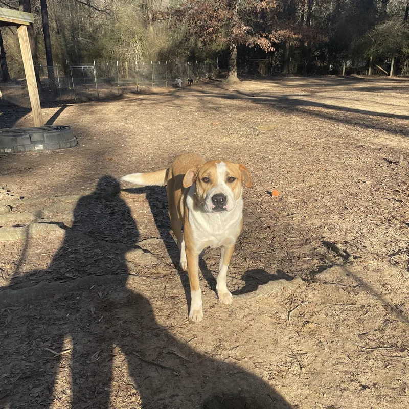 An adult large-sized male Terrier dog named Archer for adoption in Ruston, LA